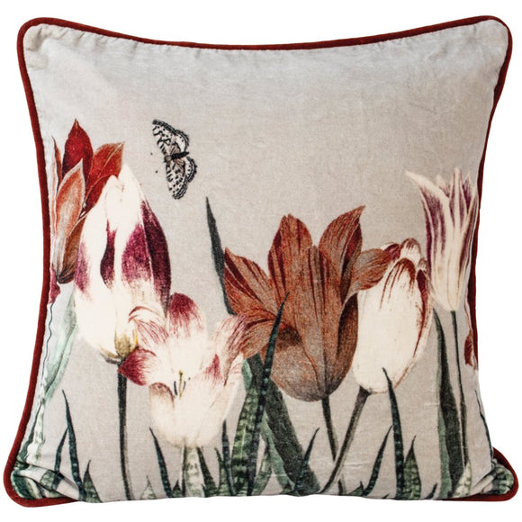 Velvet Cushion Lily Flowered Tulip